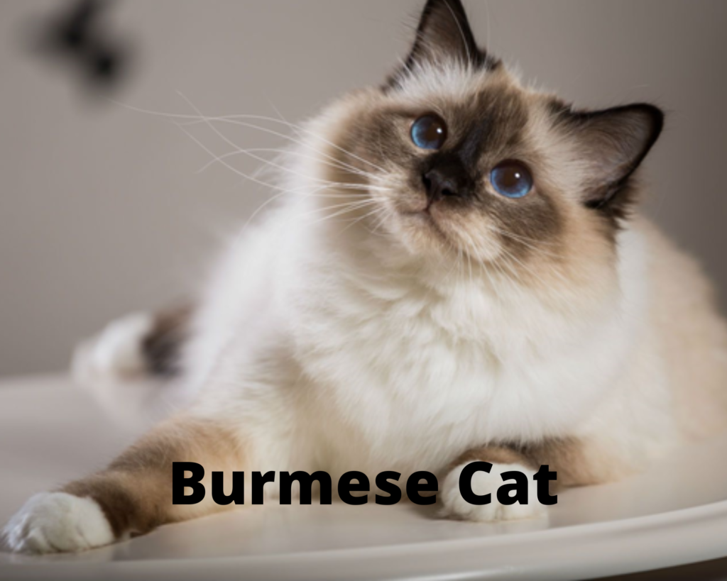 Burmese Cat