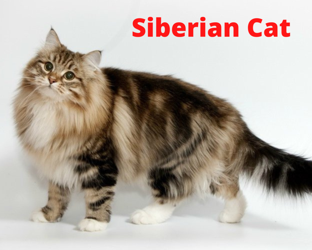 Siberian Cat