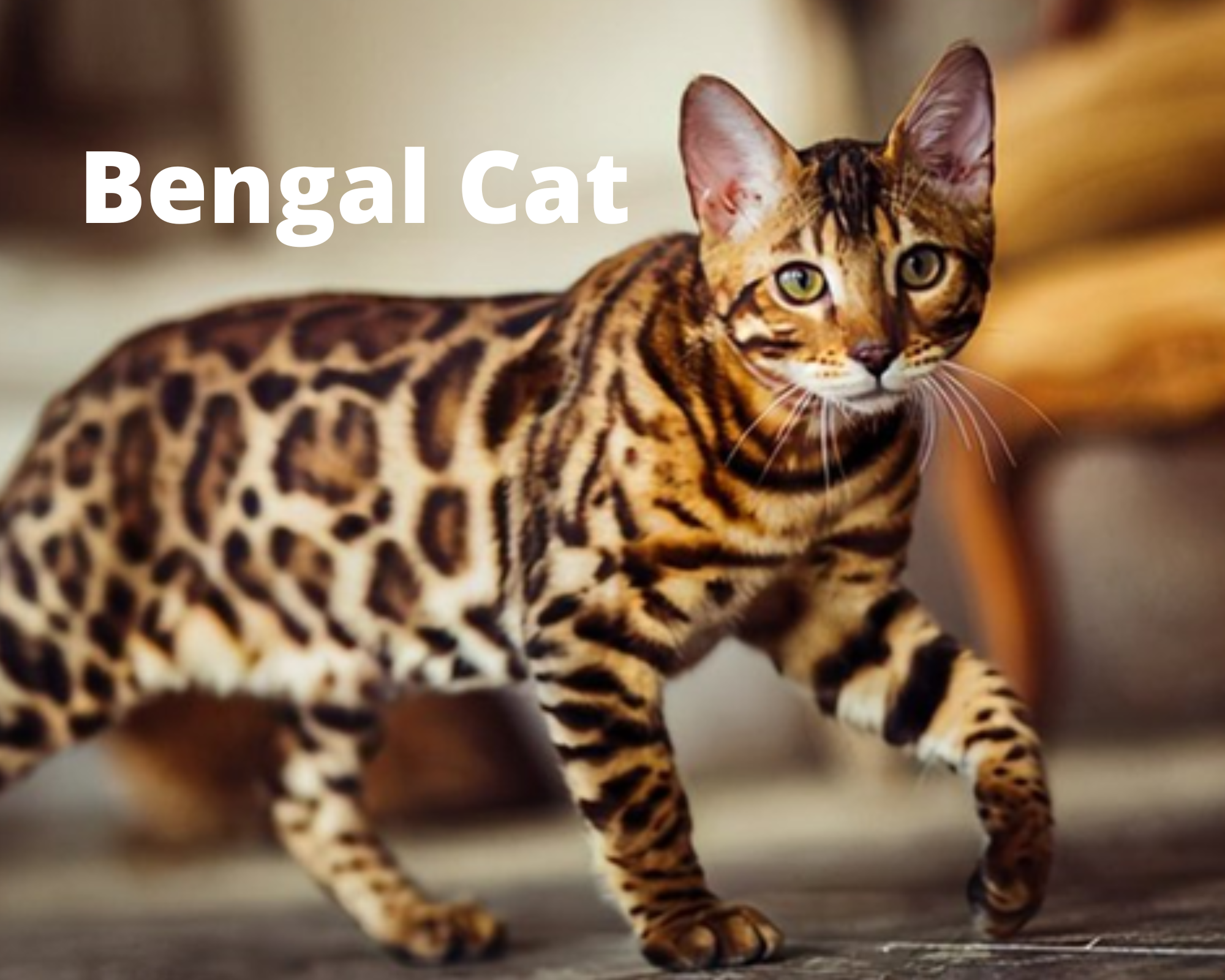 Бенгальская порода характер. Бенгальская кошка. Королевская Бенгальская кошка. Коты бенгальской породы. Бенгал леопардового окраса.