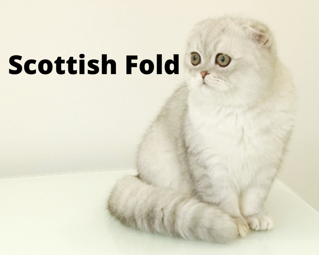 Scottish Fold