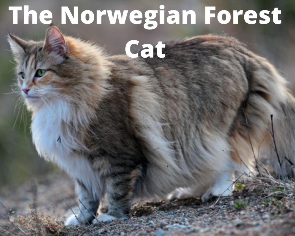The Norwegian Forest Cat