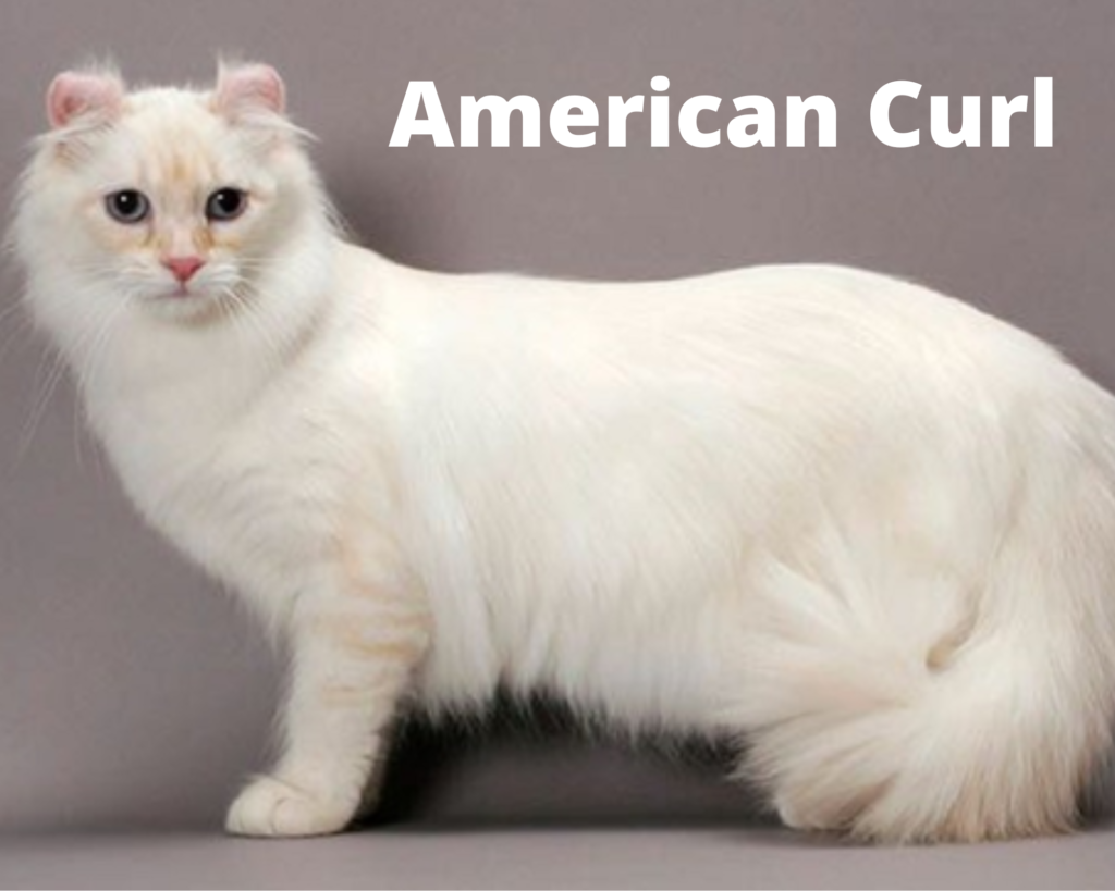 American Curl