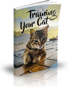 Training your Cat