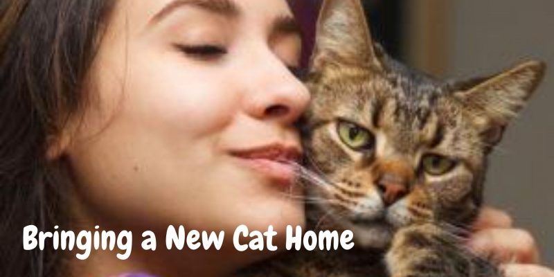 Bringing a New Cat Home