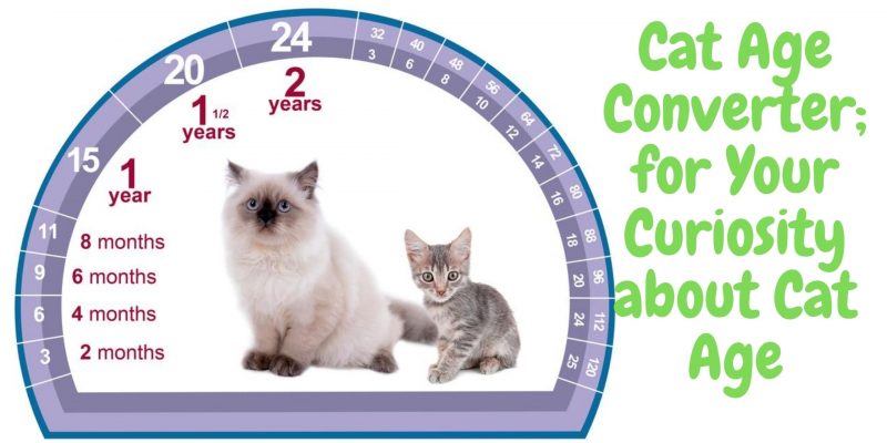 Cat Age Converter
