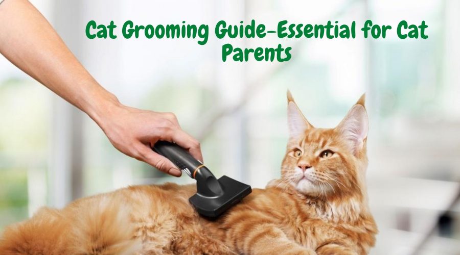 Cat Grooming Guide-Essential for Cat Parents