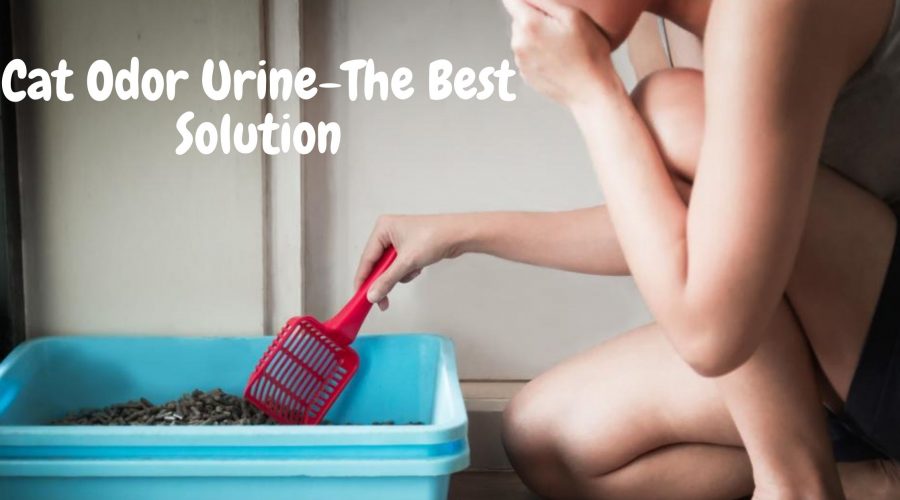 Cat Odor Urine-The Best Solution