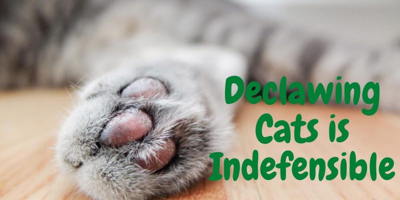 Declawing Cats is Indefensible