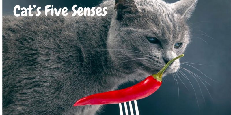 cat five senses