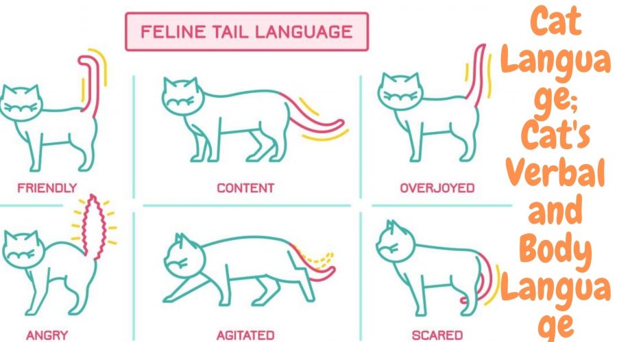 cat language1