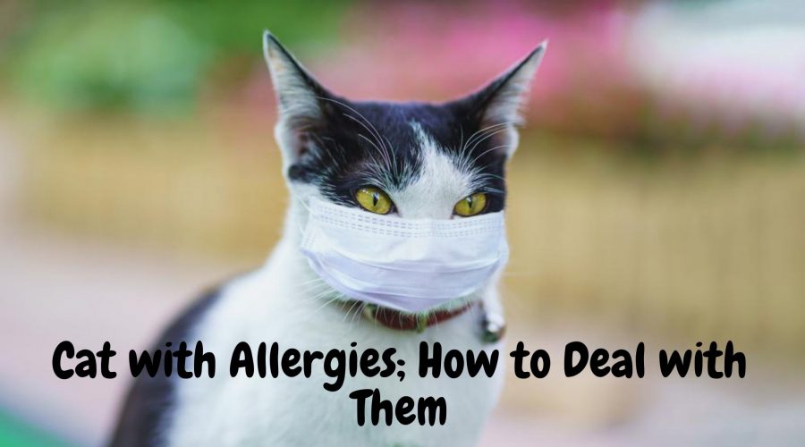 cat with allergies